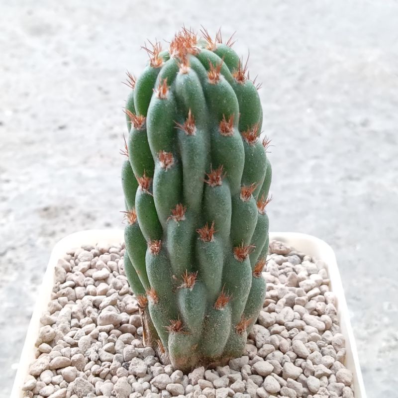Kaktus Miqueliopuntia Miquelii | Opuntia Miquelii