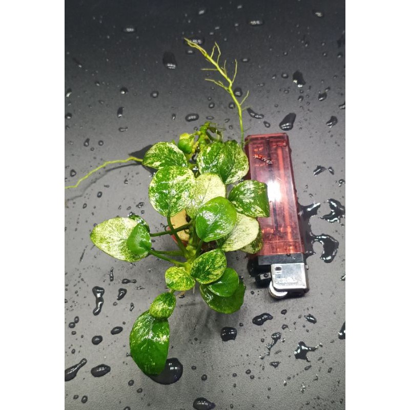 Anubias pinto MP