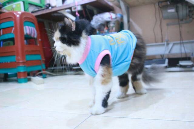 Kaos biru sablon bertuliskan &quot;my daddy purrfect like me&quot; untuk kucing dan anjing size S M L XL