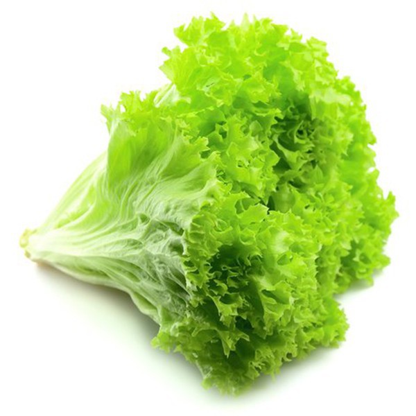 

Sayur Hidroponik Organik Selada Bohemia 250 gram, 2 Pax