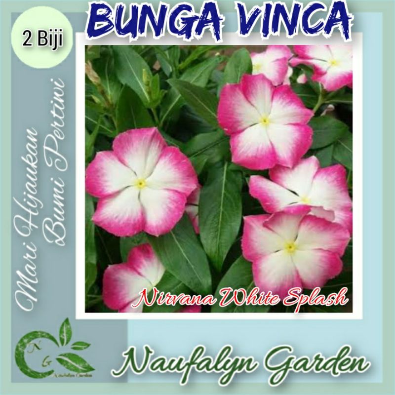 2 Benih Bunga Vinca Nirvana White Splash Seri Sultan Benih Biji Bibit Bunga Hias Tapak Dara