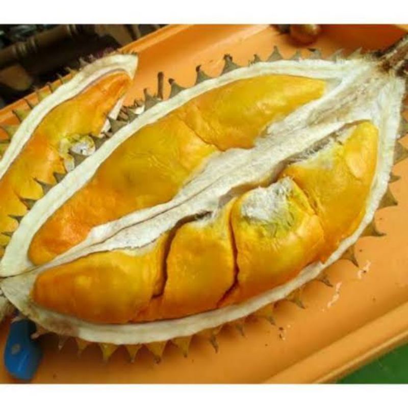 Bibit durian simas termanis