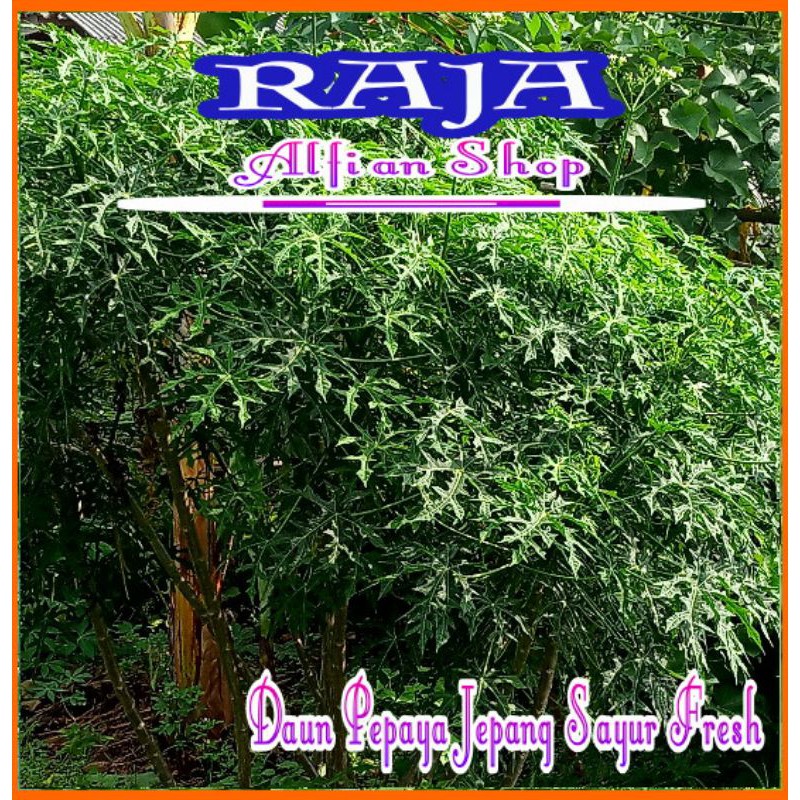 

Daun Pepaya Jepang Sayur Fresh
