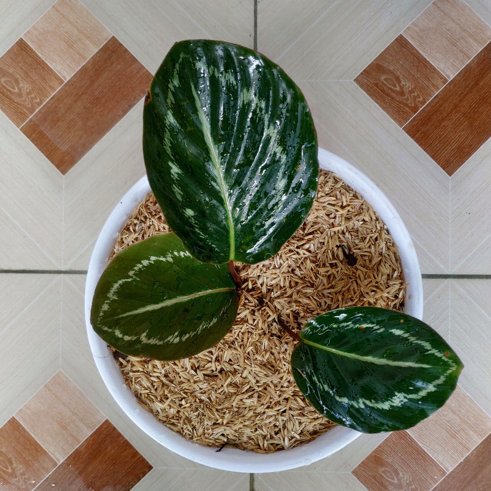 Tanaman Hias Calathea Green Lipstik