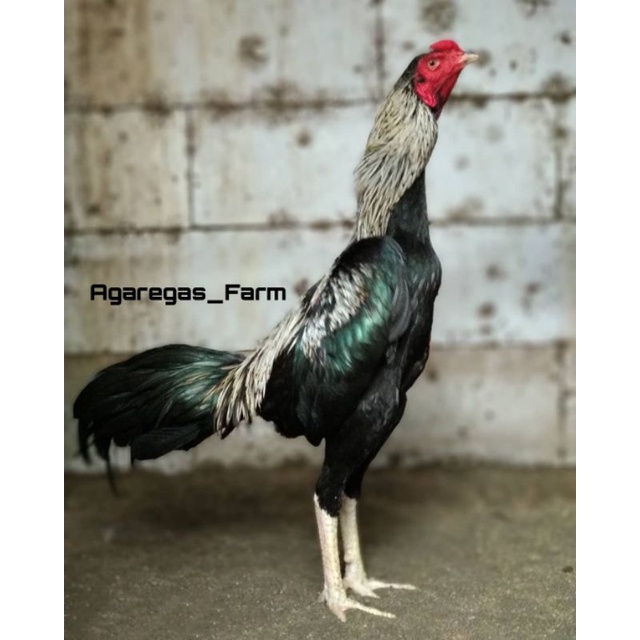 Jual Ayam Birma Terlengkap & Harga Terbaru Februari 2023 Shopee Indonesia