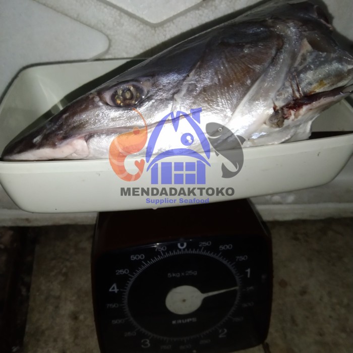 

Kepala ikan manyung fresh -+1kg / pcs