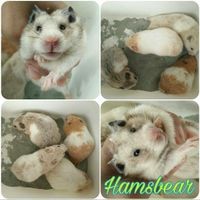 INDUKAN BETINA SYRIAN HAMSTER