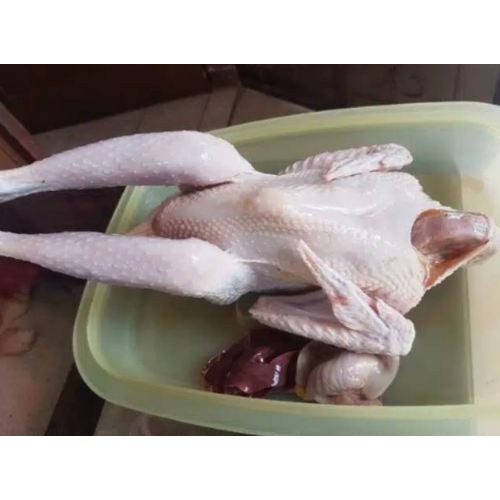 Ayam kampung liar utuh 1 ekor