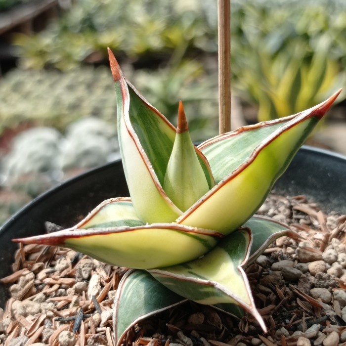 sansevieria pinguicula varigata KAKTUS SUKULEN TANAMAN HIAS
