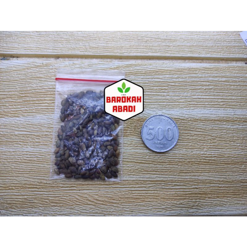 Biji Bonsai Japanese Black Pine PREMIUM