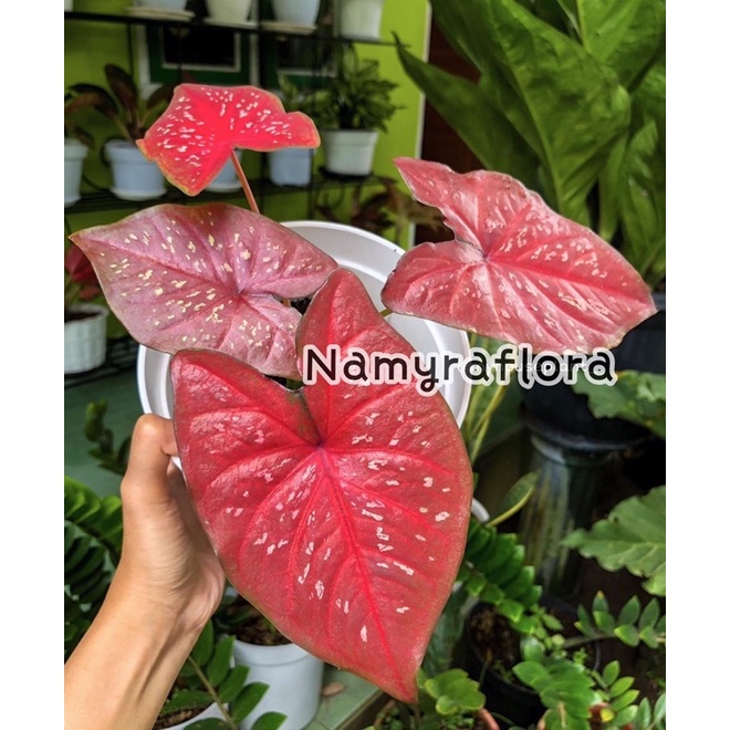 bibit bonggol caladium red guardian