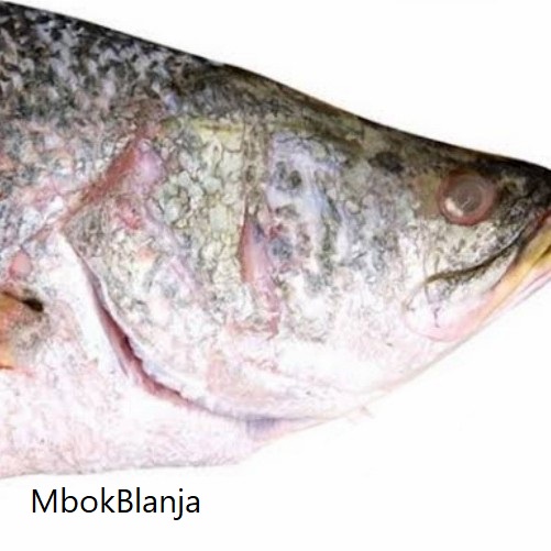 

KEPALA IKAN KAKAP 1 PCS (+/- 950 GRAM)