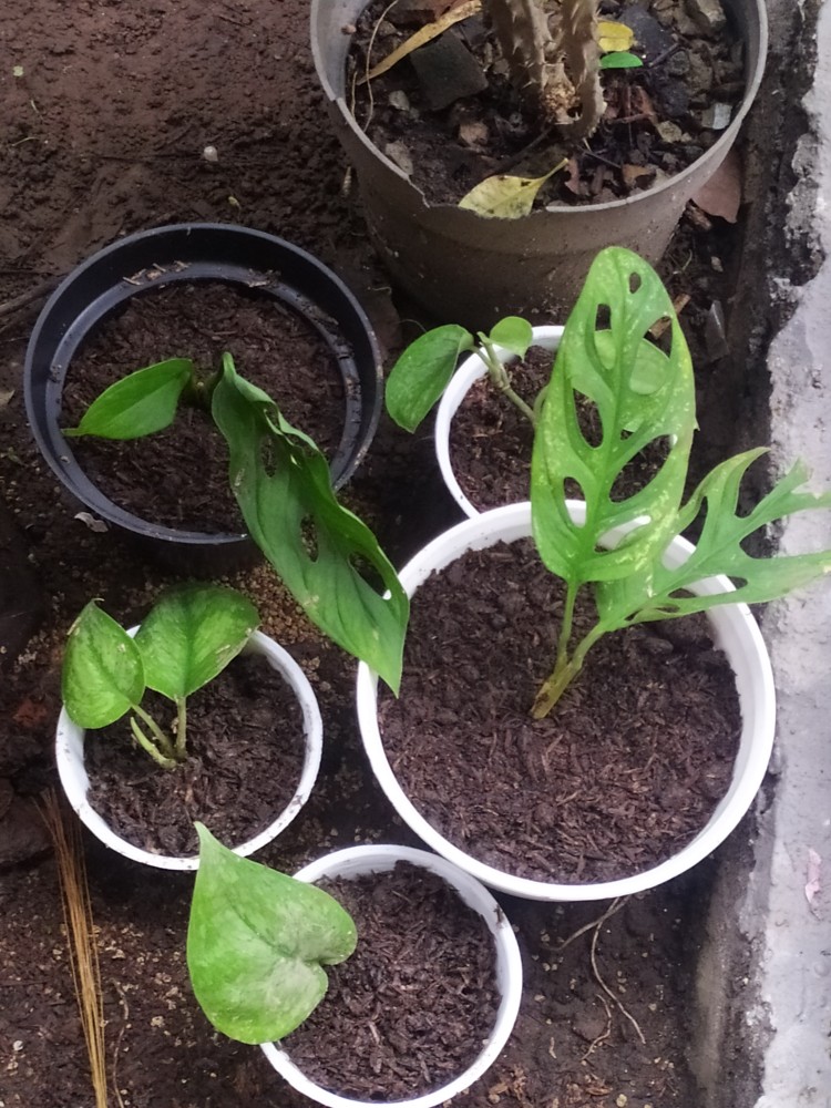 Tanaman Hias Monstera Obliqua//monster Janda Bolong // Janbol