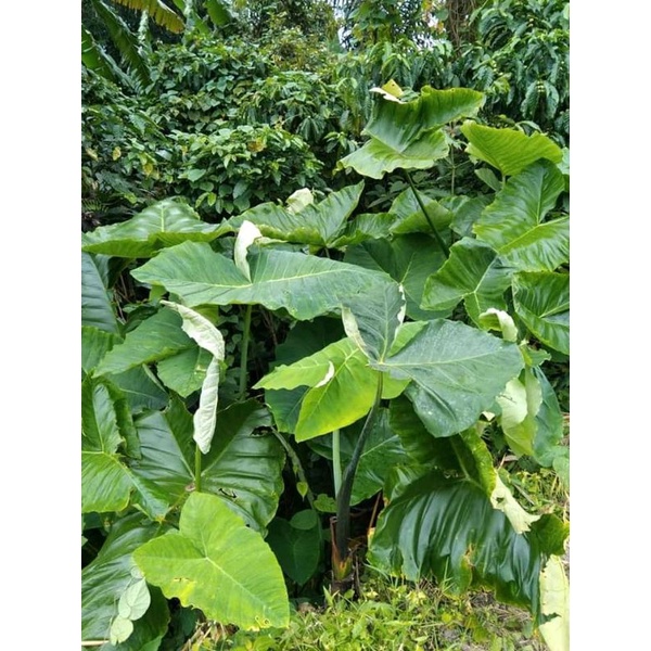 

daun talas beneng 500 gram segar