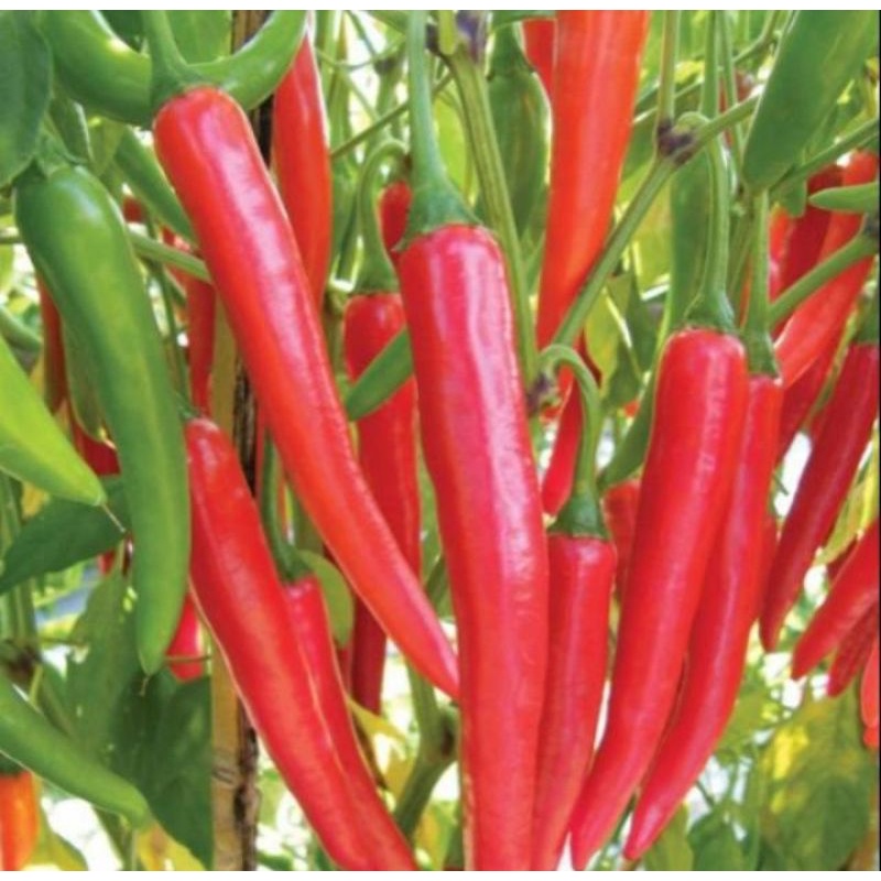 

biji cabe jumbo super murah