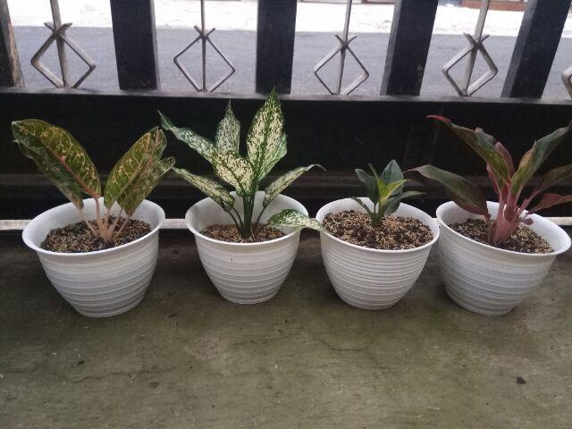 Tanaman Hias Murah 4 Aglonema/paket Aglaonema Hemat Aglo Donacarmen Lipstick Snow White Rotundum