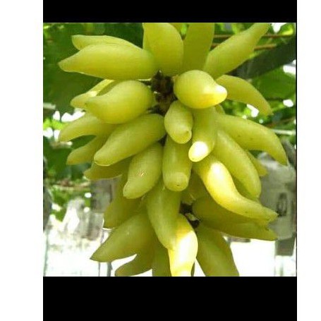 

anggur banana import