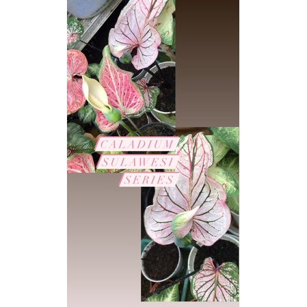 Cs series, biji keladi silangan pink shine X pinratana