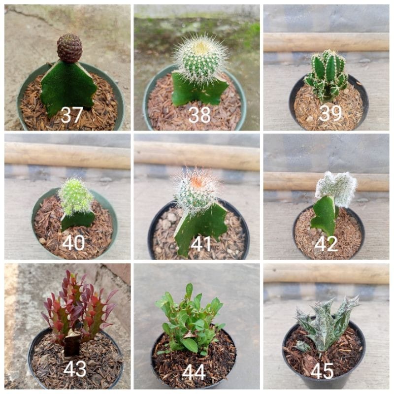 Tanaman Hias Kaktus Sukulen/Succulent Ukuran Mini Okulasi