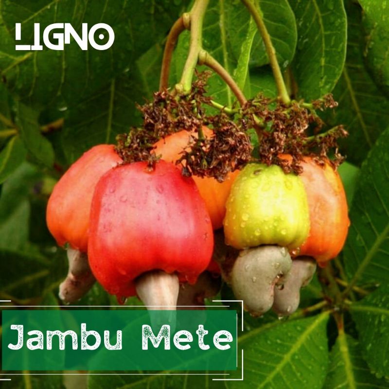Benih JAMBU METE Biji Buah Mede