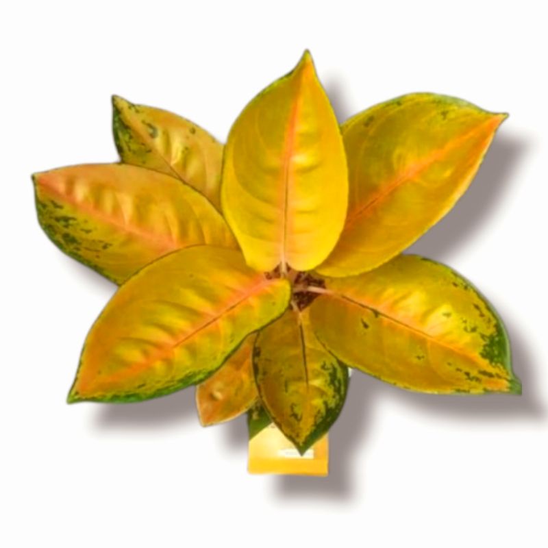 Aglonema Sultan brunei remaja - tanaman hias hidup - bunga hidup - bunga aglonema - aglaonema merah 