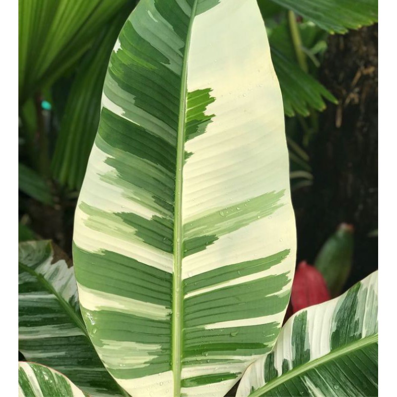 pisang varigata musae #pisvar #cauvar #varigata #rare #cau #cauvar