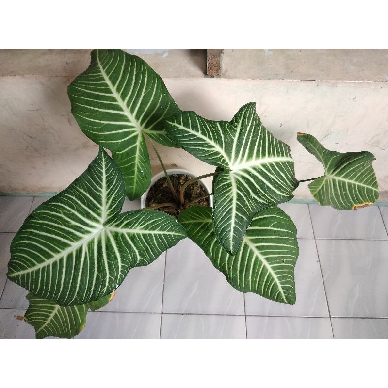 tanaman hias bunga Caladium lindenii  keladi zebra  antaxoma