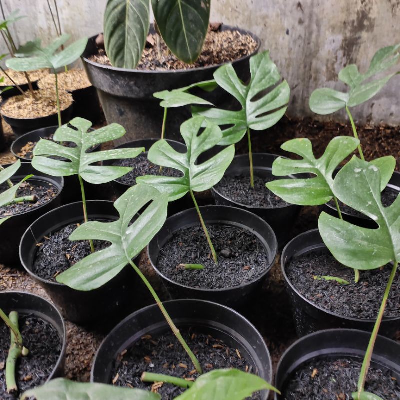 monstera raphidopora