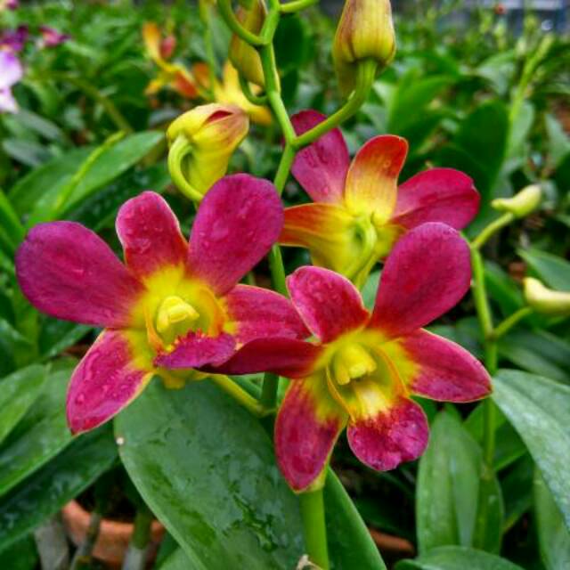 Anggrek Dendro Arindang Sunday