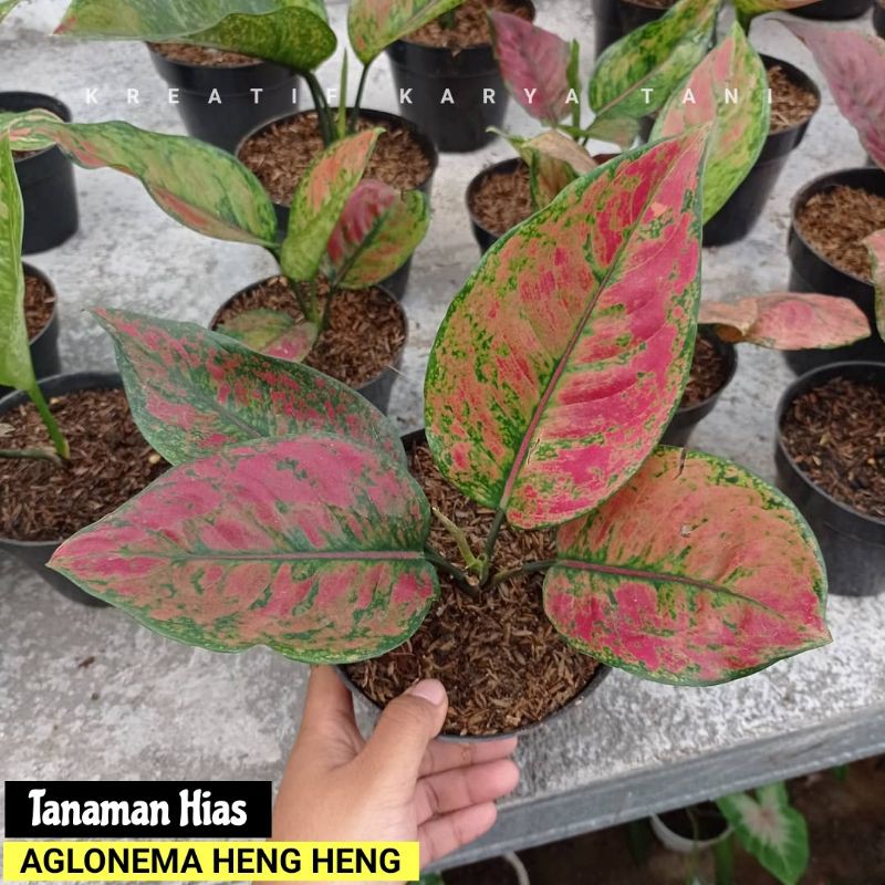 Bibit aglonema heng heng / Aglonema hengheng anakan