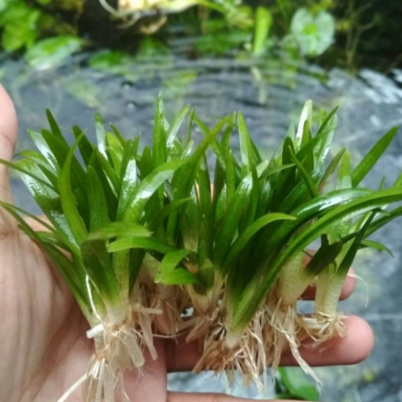 

sagitaria sabulata