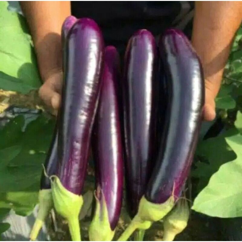 

Sayur terong ungu 250g