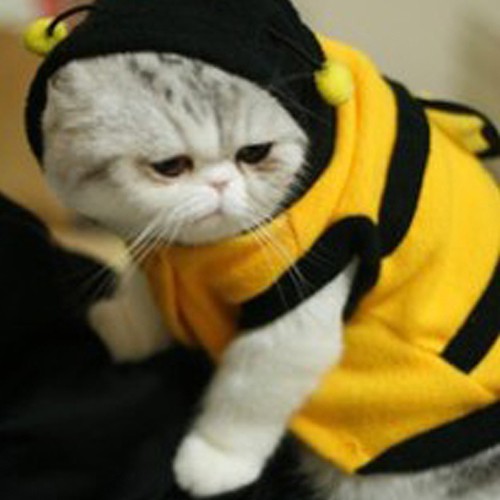 Baju Kaos Hoodie Lucu Hewan Anjing Kucing Motif Lebah Kuning