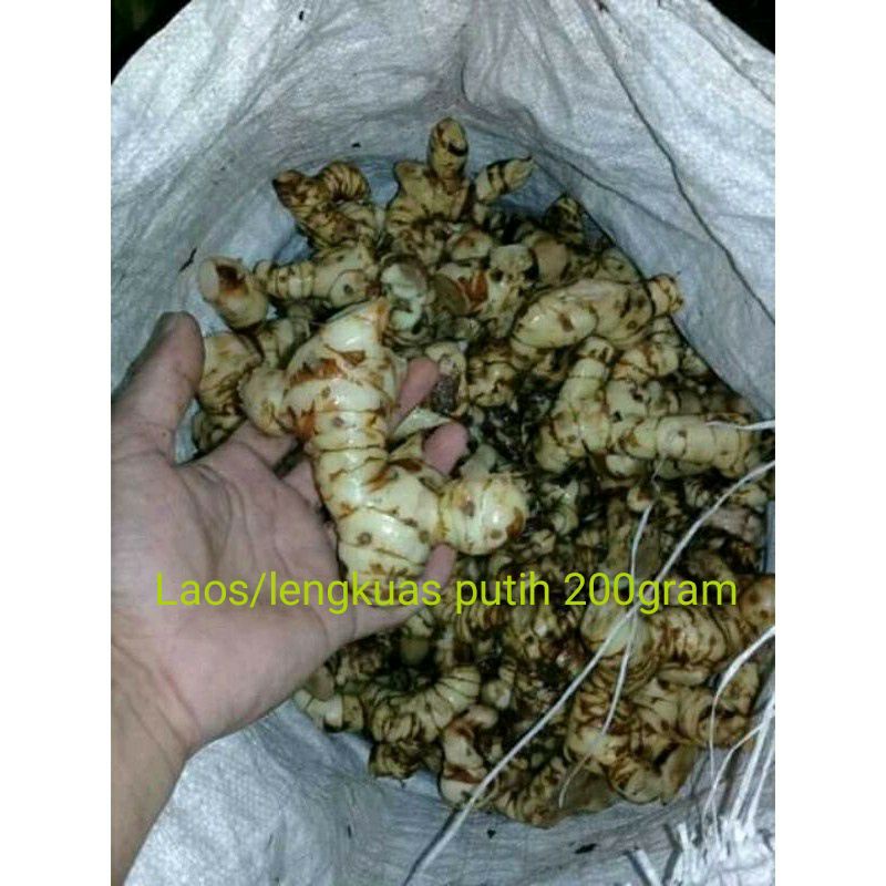 

Lengkuas laos putih tanaman herbal segar 200gram