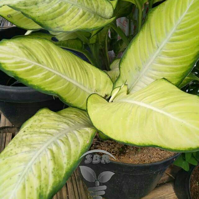 tanaman bahagia tissue / sri rejeki