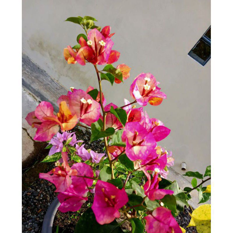 TANAMAN HIAS BUGENVIL BUNGA KERTAS//CITRA INDIAN/BOUGENVILLE IMPORT/BOUGENVILLE BUNGA KERTAS/BOUGENV