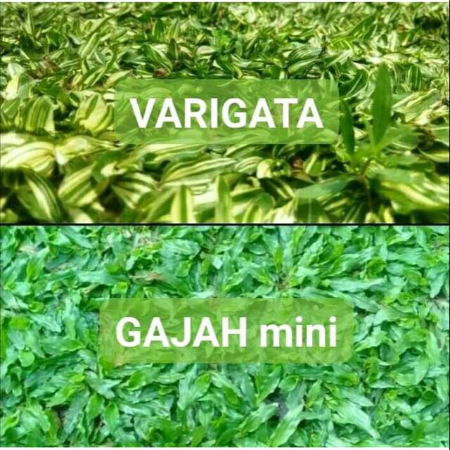 Jual Rumput Gajah Mini 2 Paket Varigata Dan Hijau 1m Shopee Indonesia