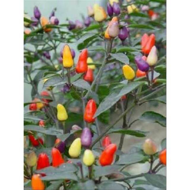 Tanaman Hias Bibit Cabai Pelangi bibit cabe warna warni Produk Baru Good Quality