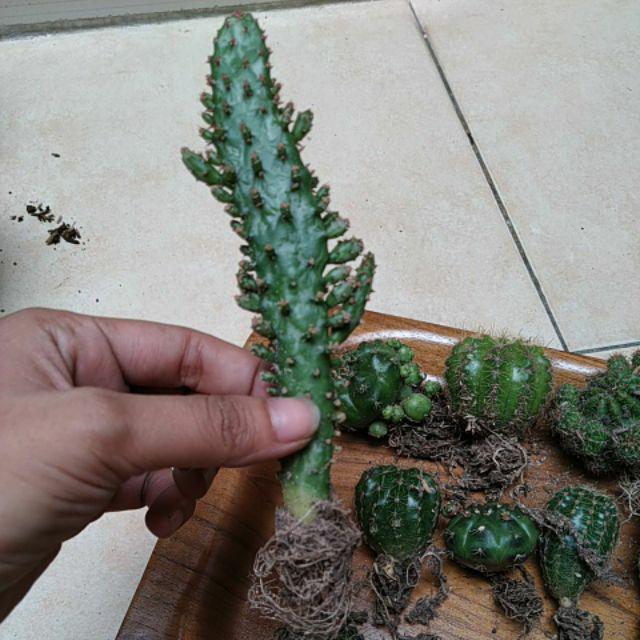 Kaktus Dan Sekulen ( Minimal 30 Packs )