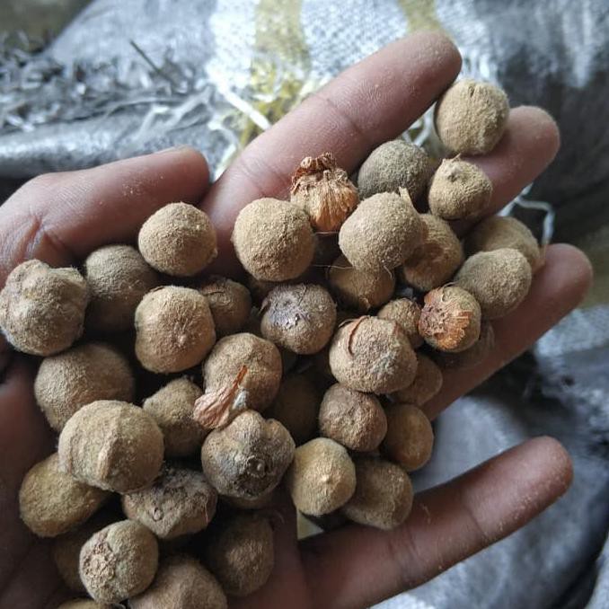 Jual 100 Biji Butir Pohon Jati Solomon Unggul