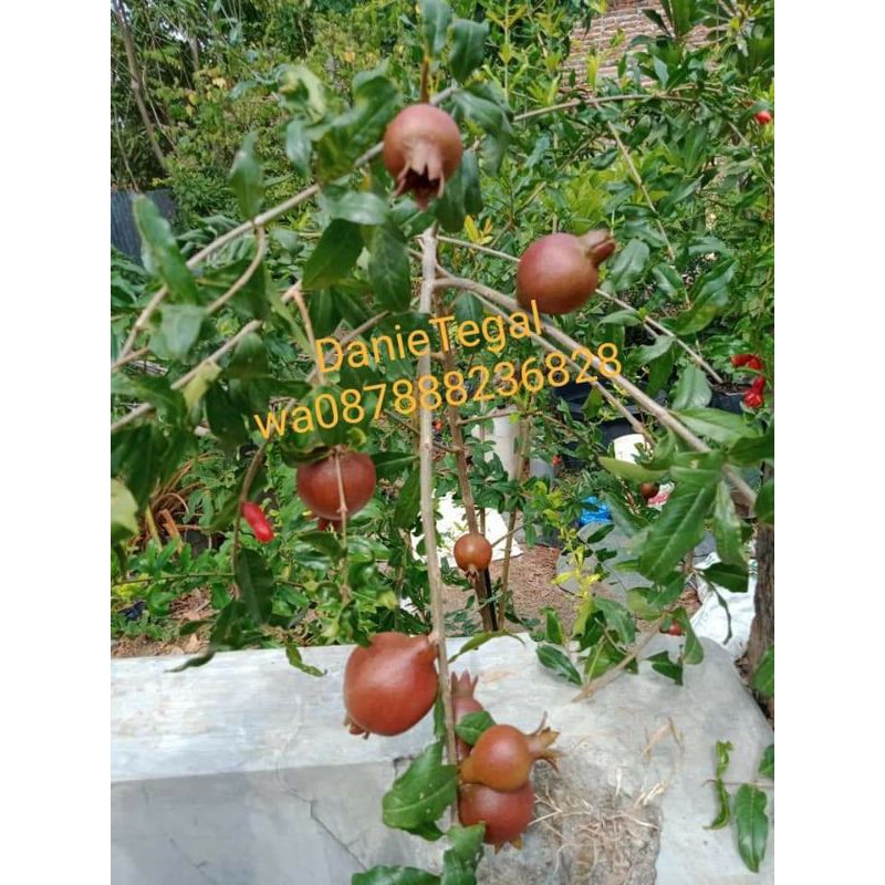 

Delima Spanyol Merah Biji lunak