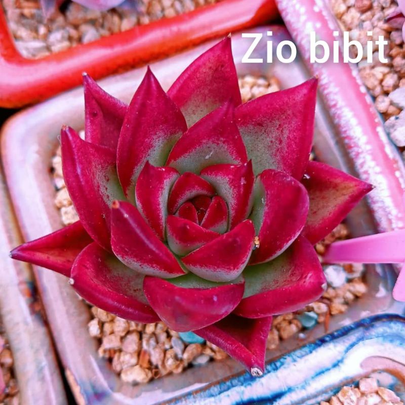 Benih Bibit Biji Kaktus Sukulen Hias Mini Merah Tanaman Kaktus Harumi