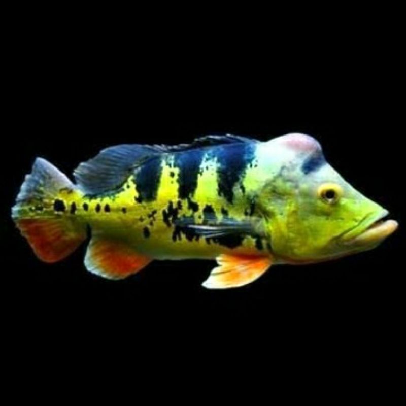 Ikan Pbass Mono Baby