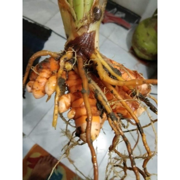 

500 gr promo rimpang kunyit fresh