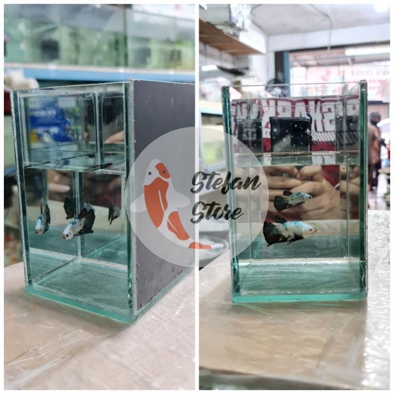 SOLITER KACA IKAN CUPANG / TEMPAT WADAH KACA IKAN CUPANG