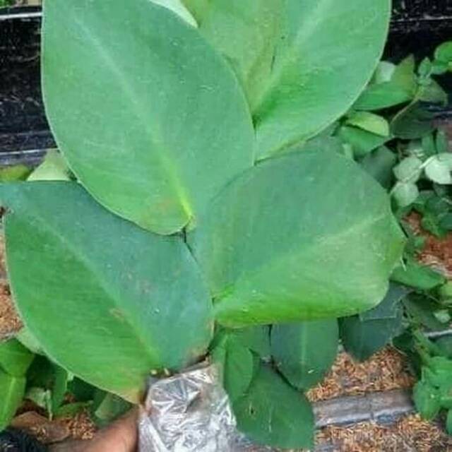 Tanaman hias rambat dolar besar-dollar besar - tanaman hias