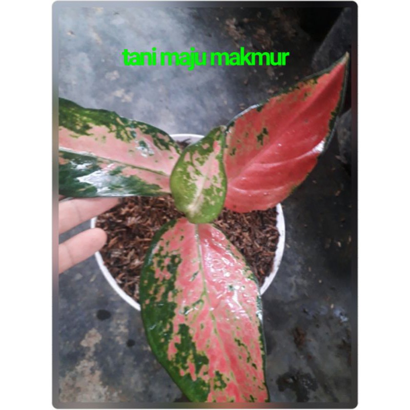 TANAMAN HIAS AGLONEMA KOCHIN CAMELEON