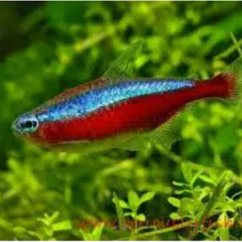 Ikan neon tetra