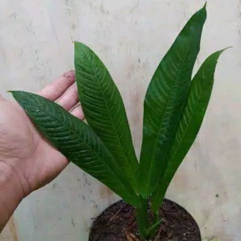 Philodendron Lynette