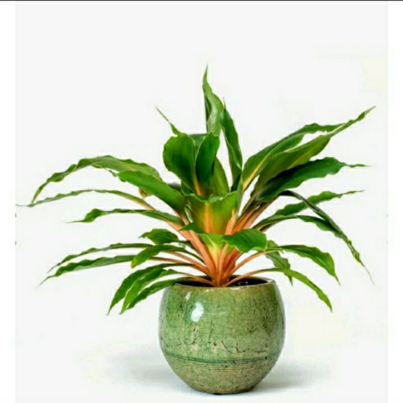 Tanaman hias Aglonema Walisonta/ Aglonema Orange/ Kencur Kuning